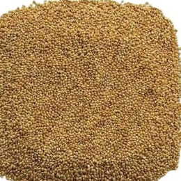 Food For Ornamental Bird - 500 G